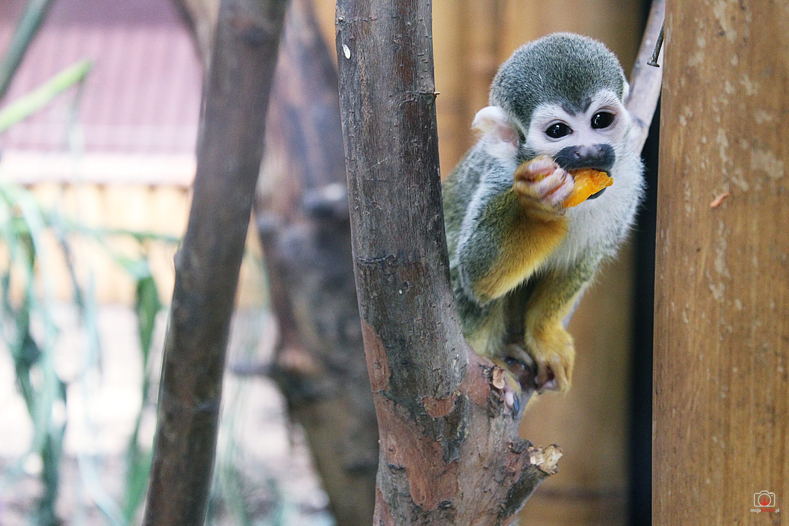 Bilety do ZOO teraz kupisz online
