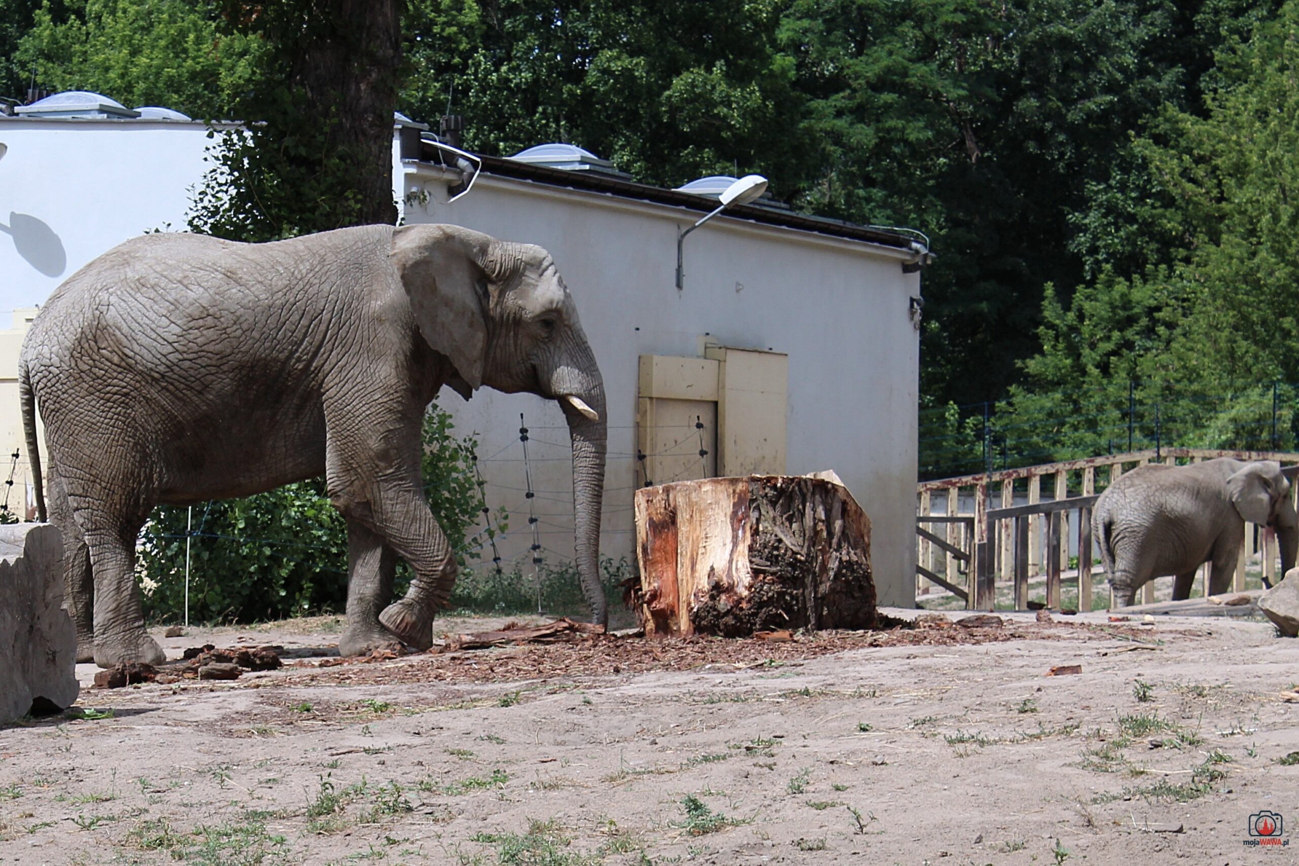 Światowy Dzień Słonia w stołecznym zoo