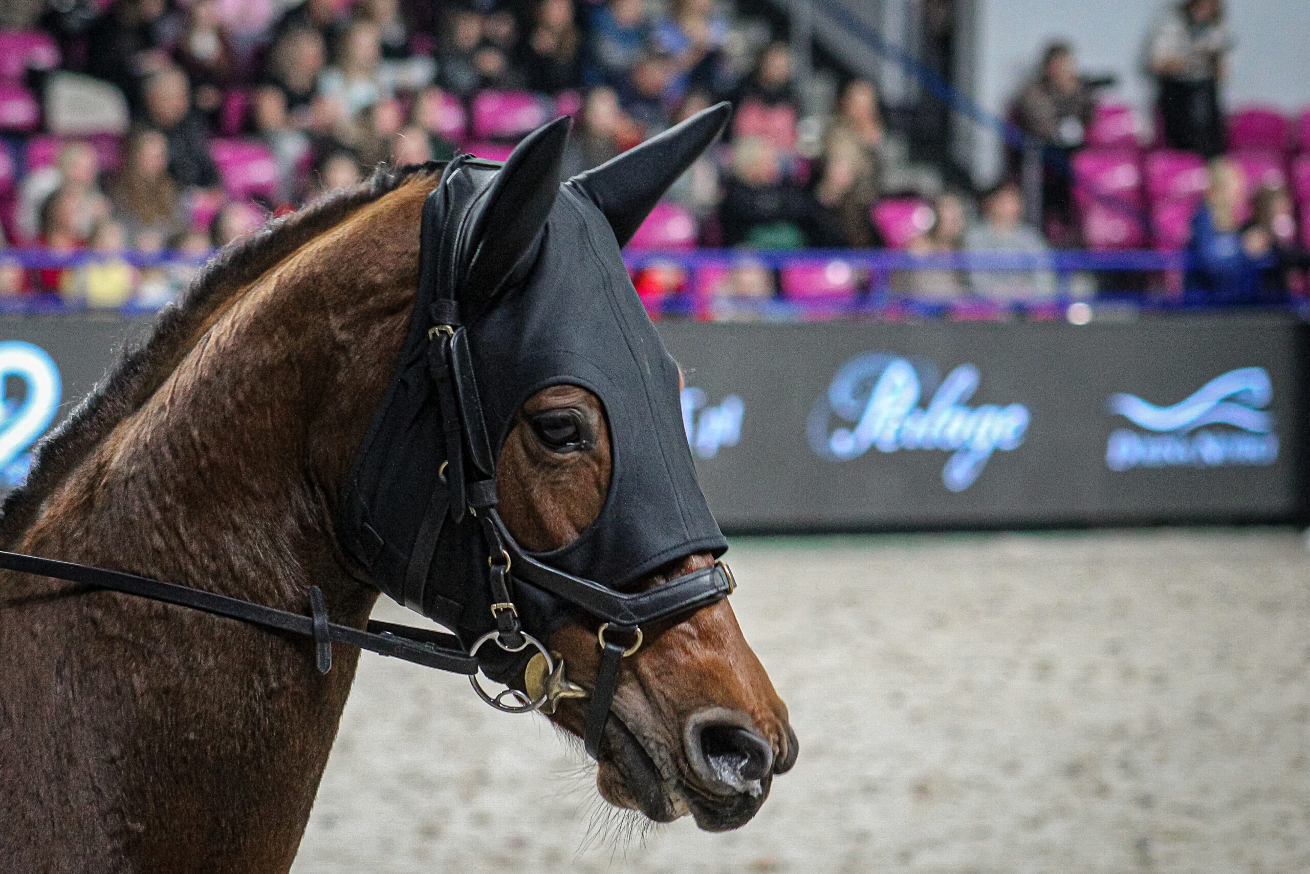 Wielkie emocje na Torwarze – drugi dzień Cavaliady
